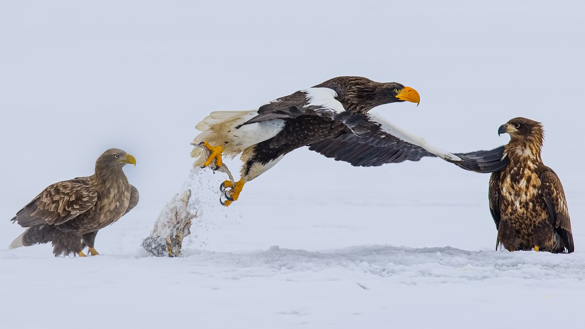 Steller's Sea-Eagle